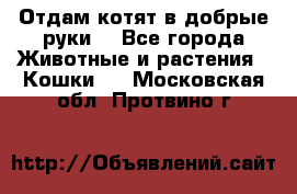 Отдам котят в добрые руки. - Все города Животные и растения » Кошки   . Московская обл.,Протвино г.